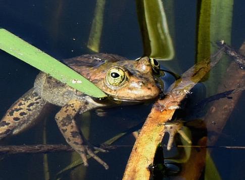 Oregon spotted frog